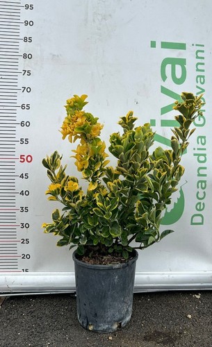 Piante evonimo v18 h - evonimo,