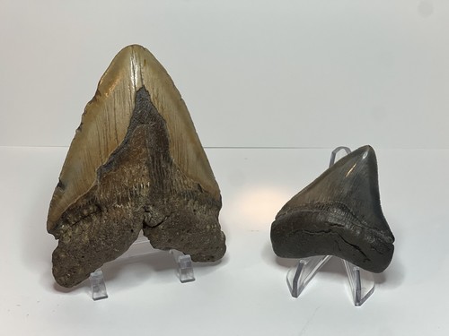 Denti megalodonte - denti,