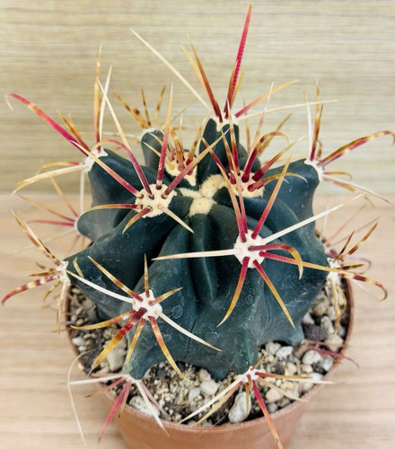 Ferocactus gracilis pot 10 - ,,