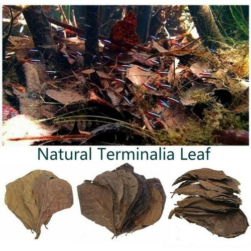 Terminalia foglia vasca - pz,
