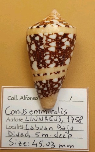 Conus ammiralis - conus,