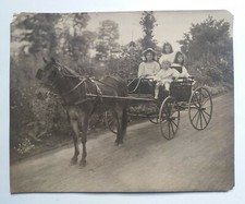 Cavallo calesse ritratto - cavallo,