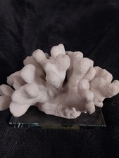 CORALLO BIANCO SU BASE VETRO