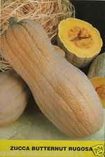 30 SEMI SELEZIONATI DI ZUCCA