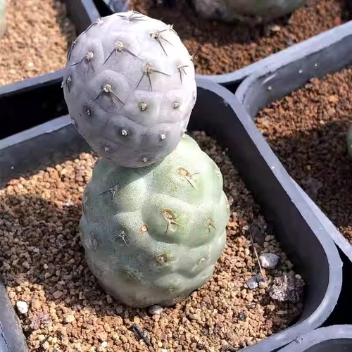 Pianta cactus succulento - di,