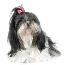 TRANSFER STAMPA MAGLIETTA T-SHIRT FELPA CANE CANI SHITZU CAGNOLINO DOG DOGS