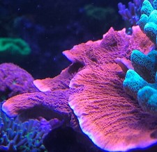 Live Saltwater Aquaculture SPS