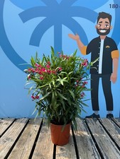 Oleandro - colore rosso -