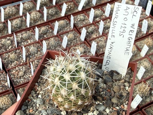 Sclerocactus wrightiae am01295 - sclerocactus,