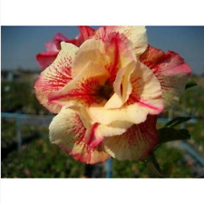 5 semi di Adenium obesum LUANG