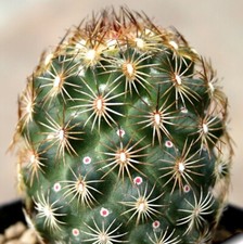 20 Coryphantha echinoidea SB26 semi piante grasse