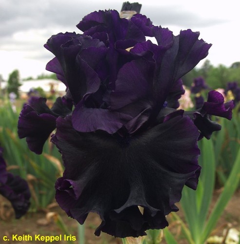 Iris black lipstick - iris, lipstick'