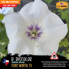 Heirloom Datura Discolor -