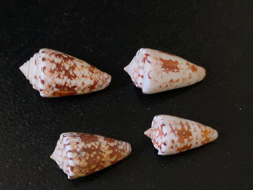 Conchiglia shell conus - conchiglia,