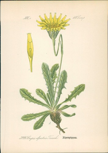 Chromolithographie - ,