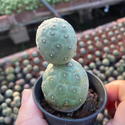 Tephrocactus geometricus - tephrocactus,