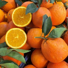 Pianta arancio navel - di,