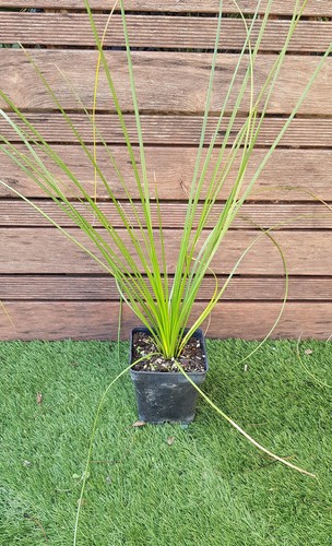 Dasylirion quadrangulantum - dasylirion,