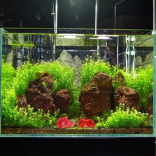 2 Pcs Coralli Finti Per