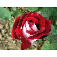 50 semi di ROSA DI OSIRIDE + OMAGGIO