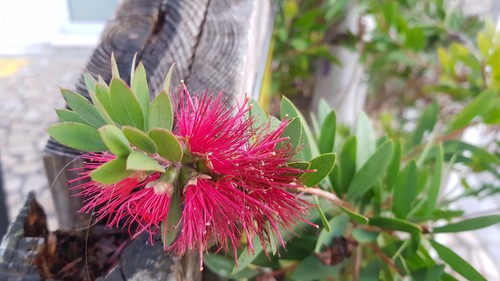 Callistemon viminalis hot - hot, pink