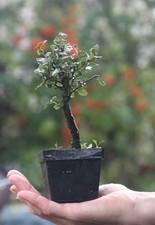Prebonsai Sughera
