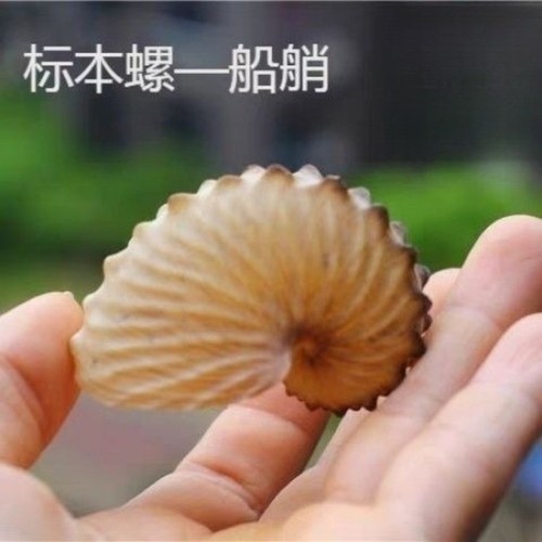6cm natural seashell wide - seashell,