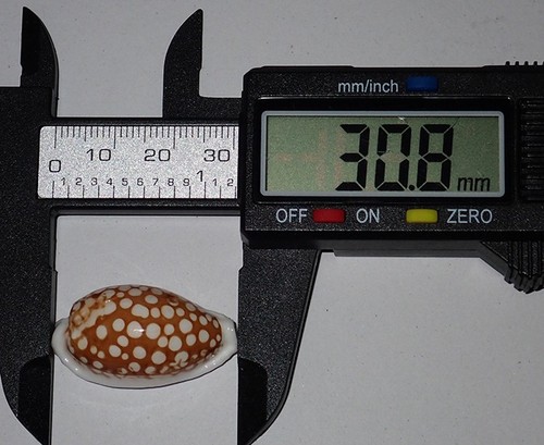 Huge pattern cypraea - mm,
