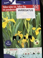 Iris Pseudacorus Variegatus