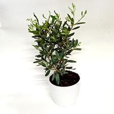 Piante e bonsai di ulivo da