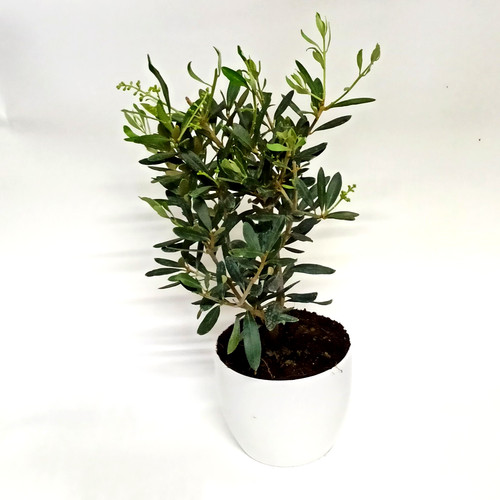 Piante bonsai ulivo da - bonsai,