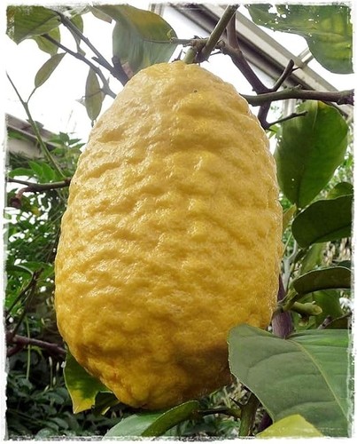 Pianta cedro citrus medica - cedro,