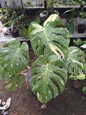 Real Picture Monstera Thai