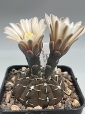 gymnocalycium bodenbenderianum