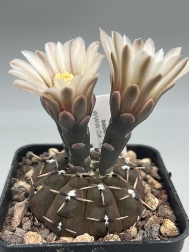 Gymnocalycium bodenbenderianum - gymnocalycium,