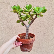 Crassula ovata tree 30cm. Jade