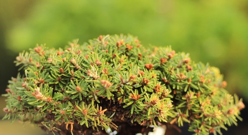 Nano abete coreano - , abies