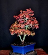 BONSAI DI ACERO ROSSO