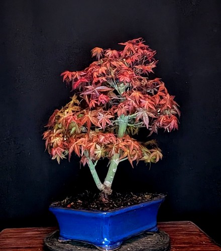 Bonsai acero rosso - bonsai, di