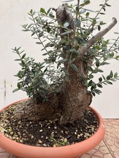Pre bonsai olivastro - , di