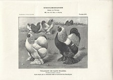 Stampa antica GALLI e GALLINE razza BRAHMA 1910 Antique print