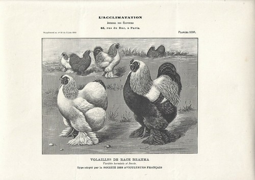 Stampa antica galli - stampa,