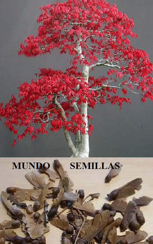 Acer palmatum acero - -,