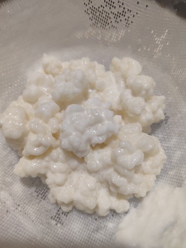 Granuli di kefir - gr.,