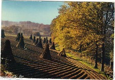 87 - cpsm - Travaux Dei Campi - La Raccolto Dei Topinambur