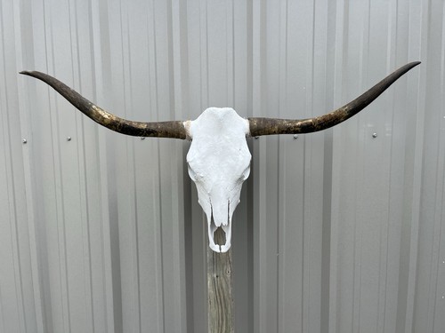 Teschio manzo longhorn - teschio,