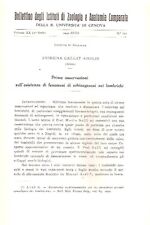 OSSERVAZIONI SCHIZOGENESI LOMBRICHI GENOVA 1940 ZOOLOGIA AIROLDI ANATOMIA