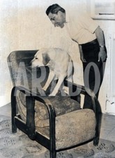 Foto vintage Animali, un labrador cane poliziotto, stampa 21 x 15 cm