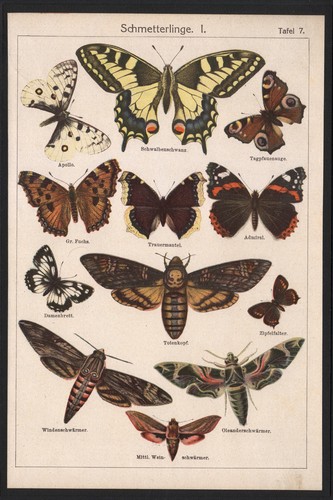 1890 lithographie papillons - 1890,