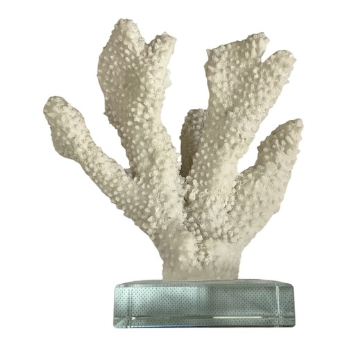 Scultura corallo staghorn